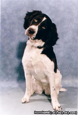 Drentse Patrijshond Hunde Foto 4463 Drentse Patrijshond