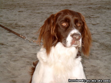 Drentse Patrijshond Hunde Foto 25539 in höherer Auflösung ansehen Drentse Patrijshond Donja Freule van de IJkenhorst