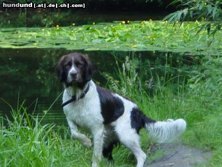 Drentse Patrijshond Hunde Foto 4339 Drentse Patrijshond Falko fan It Frije Fjild - im Alter 12 Monaten