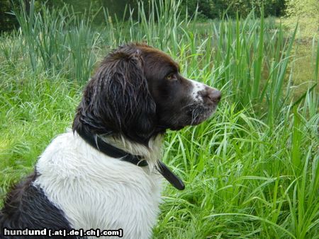 Drentse Patrijshond Hunde Foto 4340 Drentse Patrijshond Falko fan It Frije Fjild - im Alter 12 Monaten