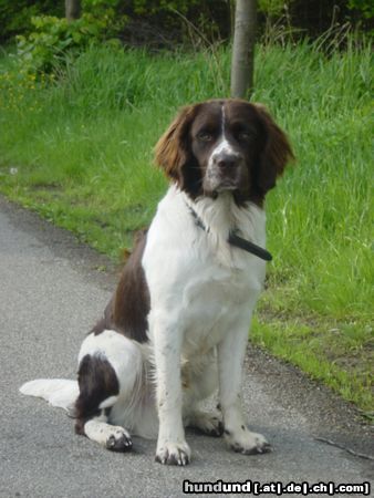 Drentse Patrijshond Hunde Foto 4338 Drentse Patrijshond Falko fan It Frije Fjild im Alter 11 Monaten