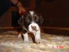 Drentse Patrijshond Foto: 2004 1 monat alt (ID 15907) Drentse Patrijshond Hund
