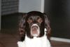 Drentse Patrijshond Foto: Flint (ID 30663) Drentse Patrijshond Hund