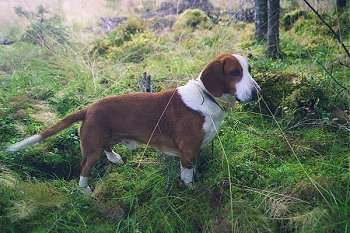 Drever Hunde Foto 272 Drever Viggo out hunting one day.