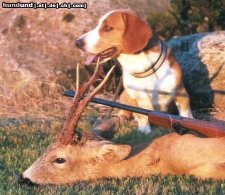 Drever JackII (Baktus) is a double champion who hunts both roe-deer and hare.