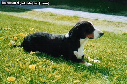 Drever Hunde Foto 3802 Drever Drever Taxbox Crape
