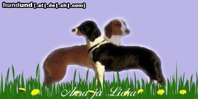 Drever Hunde Foto 11206 Drever Drevers Ansa und Pajulammen Licka