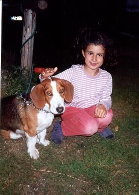 Drever Hunde Foto 1620 Drever Bosco, jetzt 3 Jahre alt. Ein ausdauernder Jäger! Nur für Hundeführer mit guten Nerven!