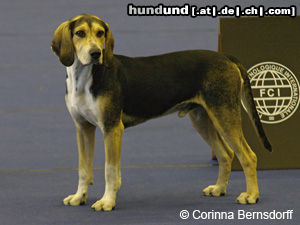 Dunker Hunde Foto 46907 in höherer Auflösung ansehen Dunker aufgenommen auf der Welthundeausstellung 2012 in Salzburg