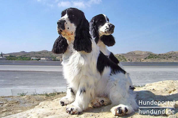 Hunderasse Englischer Cocker Spaniel