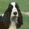 Englischer Cocker Spaniel