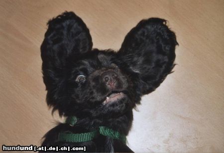 Englischer Cocker Spaniel Hunde Foto 14653 Englischer Cocker Spaniel Dumbo ist nichts dagegen
