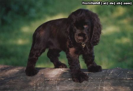 Englischer Cocker Spaniel Hunde Foto 14654 Englischer Cocker Spaniel bin ich nicht süß?