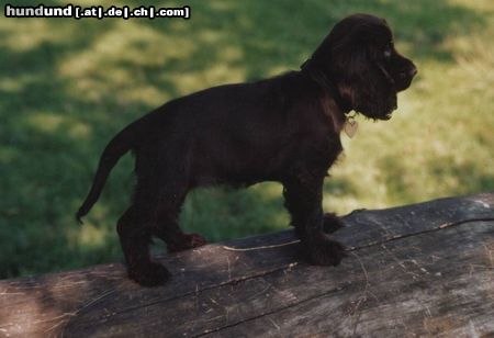 Englischer Cocker Spaniel Hunde Foto 14655 Englischer Cocker Spaniel mein kleines Modell