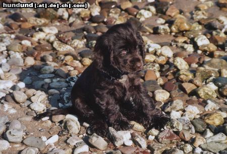 Englischer Cocker Spaniel wo ist der Strandkorb?