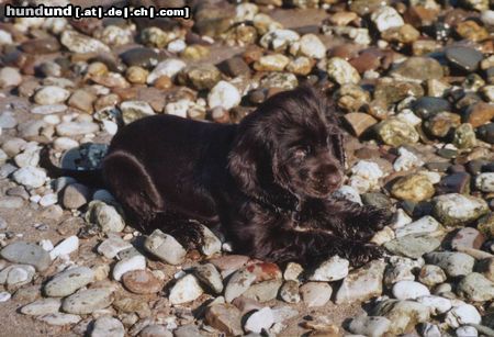 Englischer Cocker Spaniel könnte bequemer sein hier