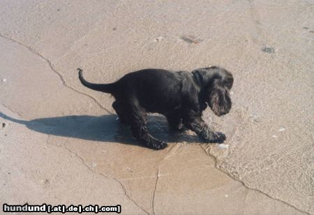 Englischer Cocker Spaniel die erste Begegnung
