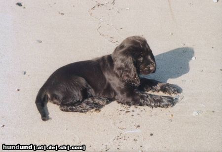Englischer Cocker Spaniel am Strand von D'dorf