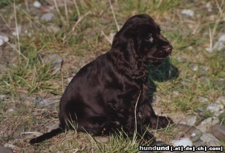 Englischer Cocker Spaniel kleine Pause