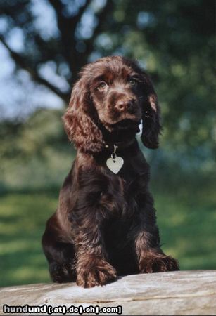 Englischer Cocker Spaniel Hunde Foto 14650 Englischer Cocker Spaniel wie eine Postkarte
