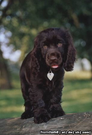 Englischer Cocker Spaniel der Schlafzimmerblick