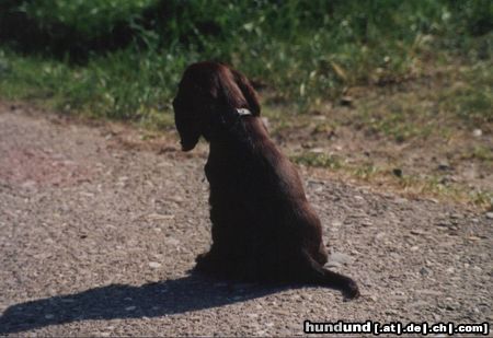 Englischer Cocker Spaniel Hunde Foto 14651 Englischer Cocker Spaniel meine Schokoladenseite