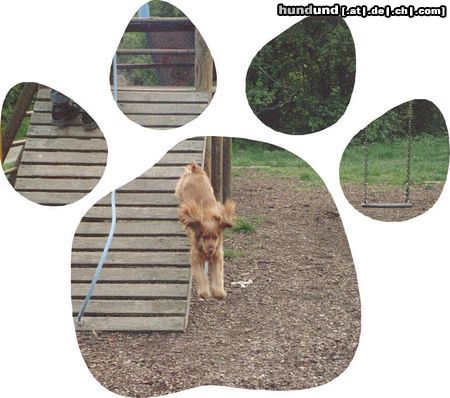 Englischer Cocker Spaniel Gina beim Spielen