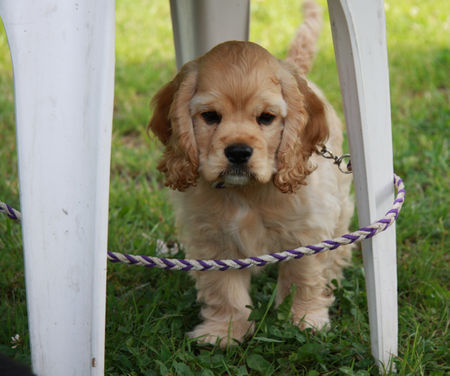 Englischer Cocker Spaniel ...gefangen...