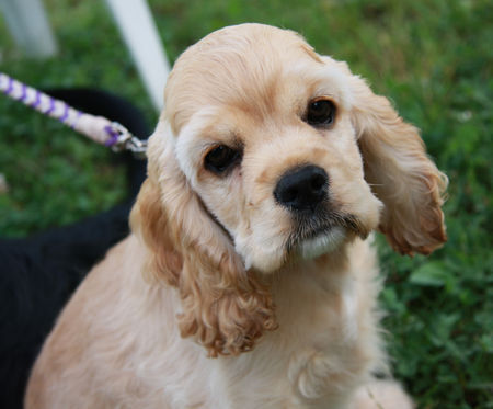 Englischer Cocker Spaniel Hunde Foto 42205 in höherer Auflösung ansehen Englischer Cocker Spaniel Dieser Blick...zum dahinschmelzen