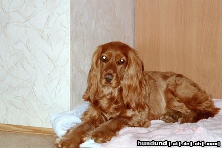 Englischer Cocker Spaniel Hunde Foto 4838 Englischer Cocker Spaniel Frauli tut mich immer Fotografieren!