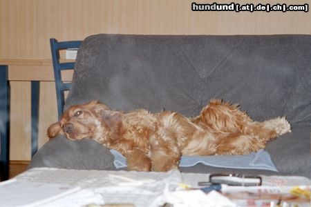 Englischer Cocker Spaniel Hunde Foto 4840 Englischer Cocker Spaniel Gina noch x beim Mützen
