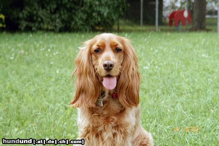 Englischer Cocker Spaniel Gina 