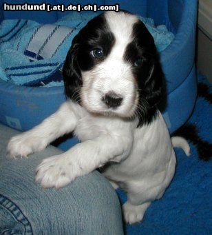 Englischer Cocker Spaniel Hunde Foto 8935 Englischer Cocker Spaniel Blue Dreamgirl ad Cockerland