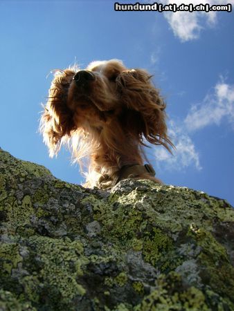Englischer Cocker Spaniel Hunde Foto 25470 in höherer Auflösung ansehen Englischer Cocker Spaniel Josy beim Wandern