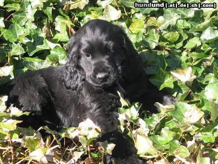 Englischer Cocker Spaniel Hunde Foto 4393 Englischer Cocker Spaniel Sgt. Pepper