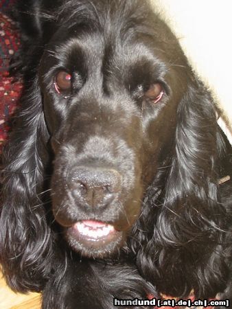 Englischer Cocker Spaniel Hunde Foto 8672 Englischer Cocker Spaniel