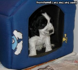 Englischer Cocker Spaniel Hunde Foto 8936 Englischer Cocker Spaniel Aljoscha ad Cockerland