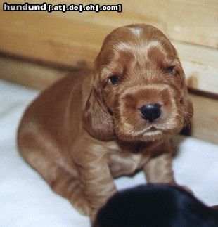 Englischer Cocker Spaniel Cocker Spanielhündin Sally mit 2 Wochen