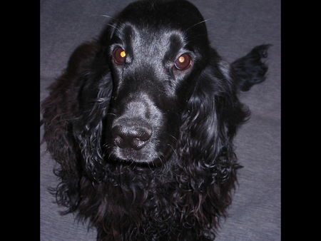 Englischer Cocker Spaniel Elvis - 