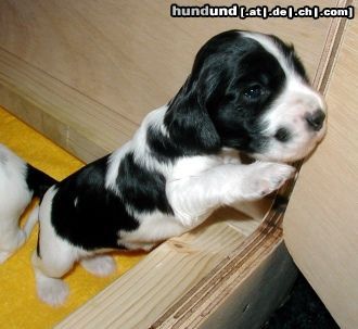 Englischer Cocker Spaniel Hunde Foto 8934 Englischer Cocker Spaniel Bl. & Wh. Melody ad Cockerland