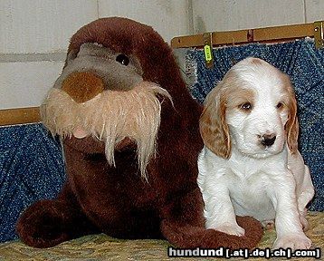 Englischer Cocker Spaniel Hunde Foto 8937 Englischer Cocker Spaniel Aura ad Cockerland
