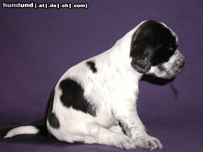 Englischer Cocker Spaniel Hunde Foto 6128 Englischer Cocker Spaniel