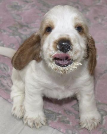 Englischer Cocker Spaniel Hunde Foto 28782 in höherer Auflösung ansehen Englischer Cocker Spaniel Milchschnäuzchen