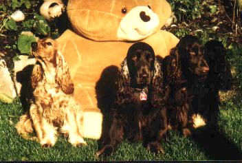 Englischer Cocker Spaniel Hunde Foto 1006 Englischer Cocker Spaniel Cockerspaniel Vom Kloster Lorsch