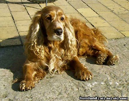 Englischer Cocker Spaniel Hunde Foto 6235 Englischer Cocker Spaniel unser wilder Bobby