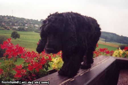Englischer Cocker Spaniel Hunde Foto 11146 Englischer Cocker Spaniel Brixi