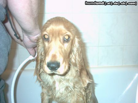 Englischer Cocker Spaniel Hunde Foto 15568 Englischer Cocker Spaniel und wie ich das duschen liebe