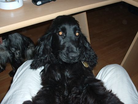 Englischer Cocker Spaniel Hunde Foto 2567 Englischer Cocker Spaniel Unsere neugierige Cindy