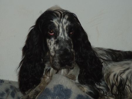 Englischer Cocker Spaniel Hunde Foto 2566 Englischer Cocker Spaniel Unser wunderschöner Timmy