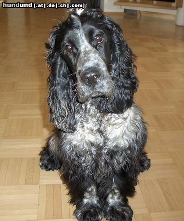 Englischer Cocker Spaniel Hunde Foto 18915 Englischer Cocker Spaniel Caillou vom Libellenteich grüßt Claudia und alle Hundefreunde